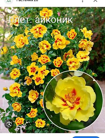 Роза: Instagram: #rozaelite Продаю саженцы роз с открытой корневой — 5