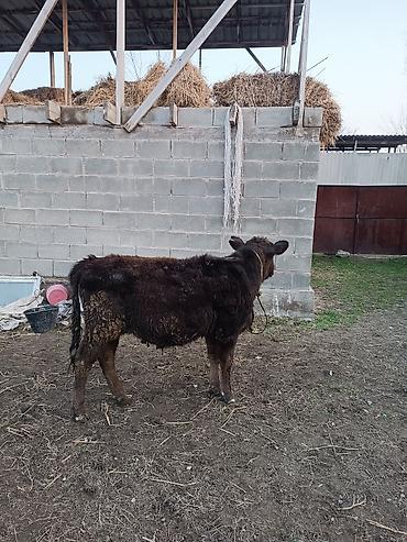 Коровы, быки: Продаю | Бык (самец) | Абердин-ангус | На откорм | Искусственник — 5