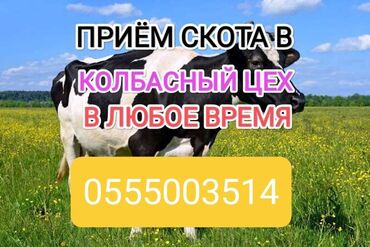 продаю бык: Куплю | Коровы, быки, Лошади, кони | Любое состояние, Круглосуточно, На забой, на мясо