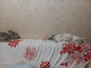 ошейник для кошек: Британ кыска жүндүү, 2 айлык, Ургаачы, Күмүш өңдүү шиншилла, Лотокко барууга үйрөтүлгөн, Курттардан тазаланган, Аргын