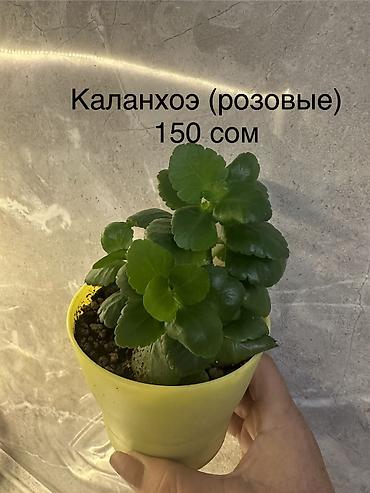 Другие комнатные растения: Укоренённые черенки растений от 150-300 сом — 16