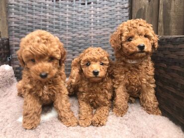 Cute toy poodle puppies available. 11 weeks old now. Purebred