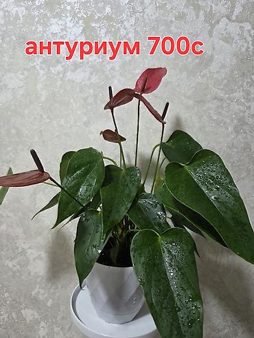 цветы алоказия: Ароидные комнатные растения — эффектные алоказии и аглаонемы. Что на — 7