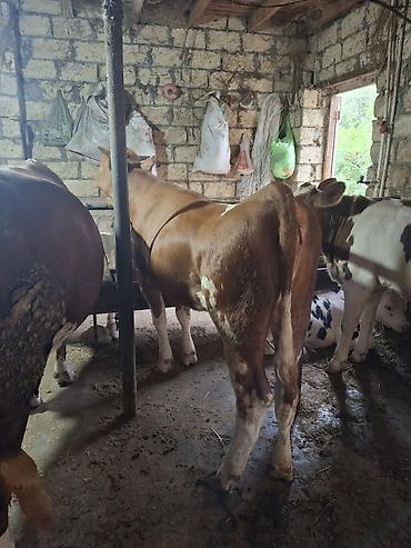 Mal-qara: Diri cekisi 300kg yalniz WhatsApp isleyir — 3