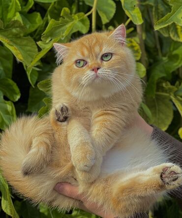 купить кошку сфинкс: ✨ БРИТАНСКИЕ КОТЯТА ЗОЛОТИСТОЙ ШИНШИЛЛЫ В ПОИСКАХ ДОМА! ✨ Две девочки