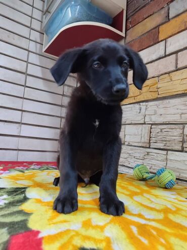 Продажа собак: Мальчик ищет дом. Привезём сами. Дважды привит — 5