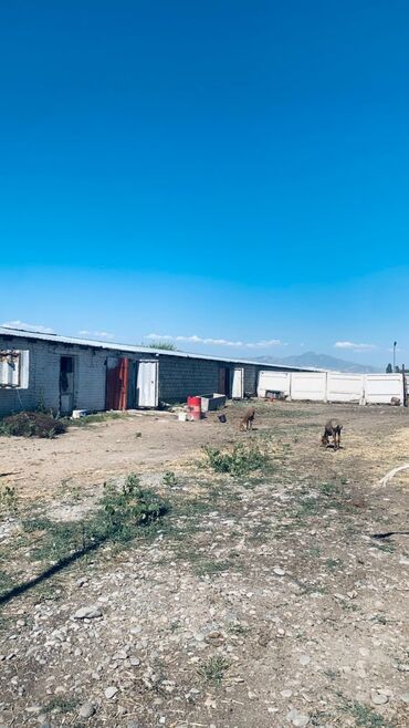 Сельхоз предприятия: Продаю Кошара, 41 соток, Действующий, Холодная вода, Электричество — 8