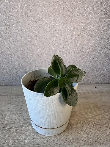 Денежное дерево: - Денежное дерево (Крассула овата) 70см — 2900 - Герань (Пеларгония) — 19