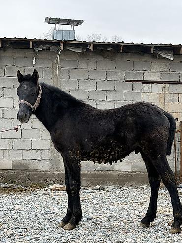 Лошади, кони: Продаю | Кобыла (самка) | Для разведения | Племенные — 3