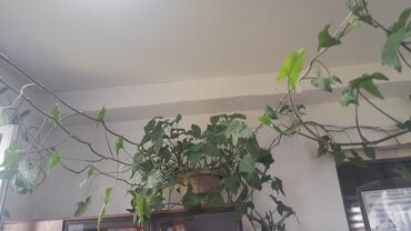 решение для сада: Комнатное растение с длинными плетями, идеально подходящее для