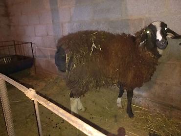 Баран, овца: Продаю | Баран (самец) | На забой, Для разведения — 5