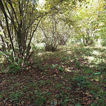 Torpaq sahələrinin satışı: 16 sot, Kənd təsərrüfatı, Makler, Kupça (Çıxarış) — 8