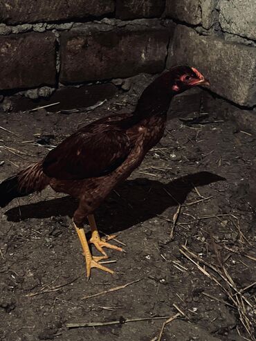 Cücələr: Toyuq cücələri, Damazlıq — 9