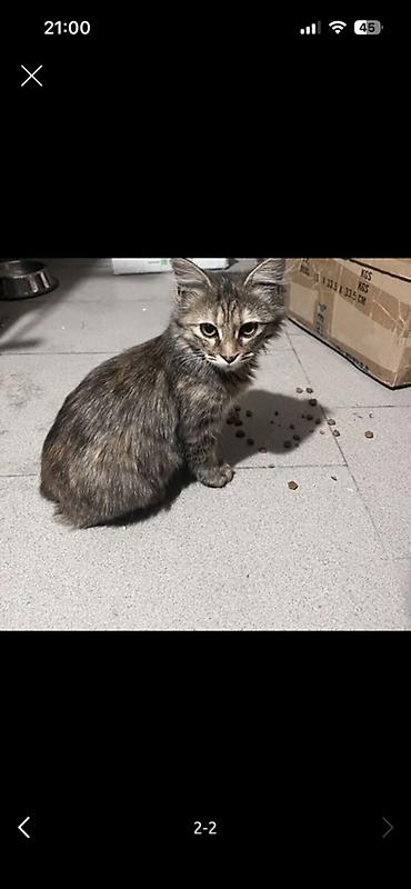 купить сибирскую кошку: Кошка даром: Сибирская, 2 месяца, Девочка — 2