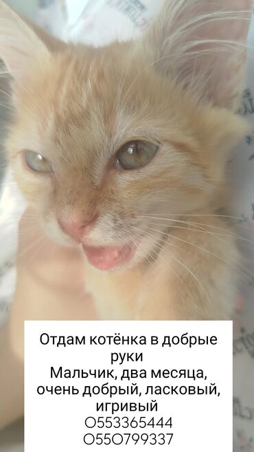 отдам даром вислоухого котенка: 2 месяца, Мальчик