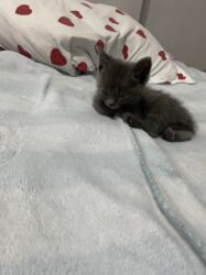 мраморный вислоухий кот: Мышык бекер берилет: Скотиш Страйт (Шотландиялык тик кулактуу), 3 айлык, Эркек, Аргын, Лотокко барууга үйрөтүлгөн, Курттардан тазаланган