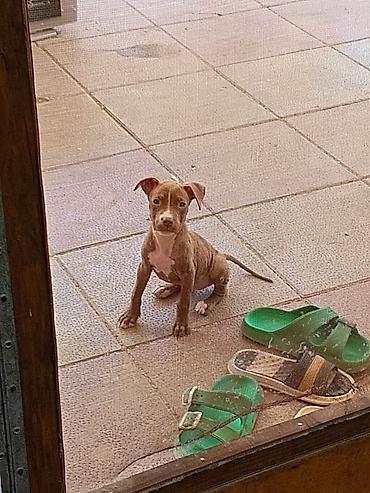 balaca cücə: Pitbul, Peyvəndli — 2