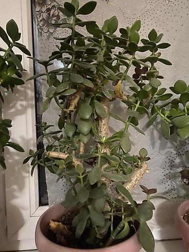 Молочаи: Молочай от 700-1000 с в зависимости от размера — 16