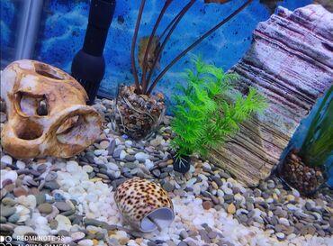 Аквариумы: Водоросли живые: Анубиас Бартера нана ( цветёт белыми и розовыми — 17