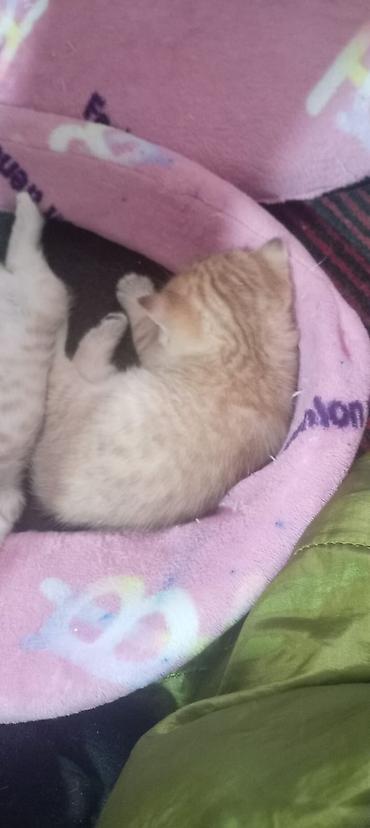 Pişiklər: Britan, Yaxşı əllərə — 8