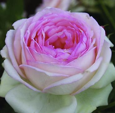 Роза: Розы!!! Розы!!! Розы!!! Саженцы роз!! Ул ташкентская 9 — 4