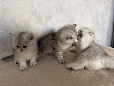 Продажа кошек: Шотландские котята (окрас серебристый шиншилла/силвер шейдед) - — 6