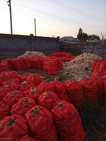 лекарство для животных: Кукуруза в початках (кормовая/на зерно) - Урожай в початках, сушёная — 2