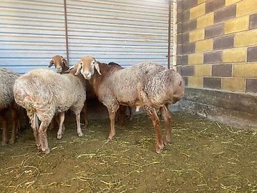 высокоудойная корова: Продаю | Баран (самец) — 4