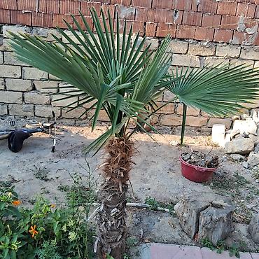 agac tingleri satilir: Yelpək yarpaqlı palma ağacı – Trachycarpus fortunei (Həştərxan/Çin — 3