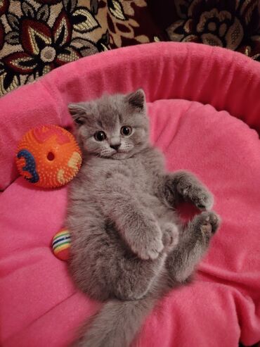 Pişiklər: Britan, Dişi, Yaxşı əllərə, Pulsuz çatdırılma — 13