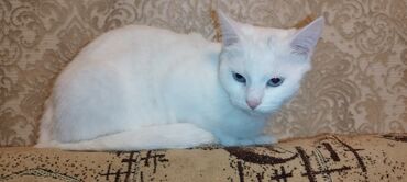 Pişiklər: Dişi, Yaxşı əllərə, Ünvandan götürmə — 6