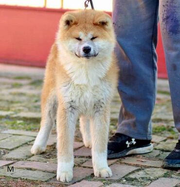 kreveti za kucne ljubimce: Akita Inu Registrovana odgajivačnica SAIKO NO INU KENNEL prodaje
