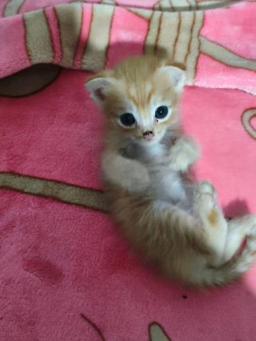 kitten: Скотиш Фолд (Шотландская вислоухая), 1 месяц, Мальчик, Рыжий — 1
