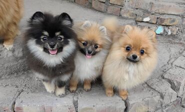 собака бесплатно: Прекрасные щенки шпица в поисках семьи. возраст 5 месяцев