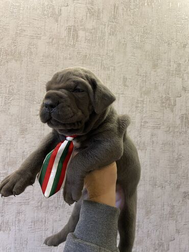 İtlər: Kane-Korso, 2 ay, Erkek, Sənədli, Pulsuz çatdırılma, Ödənişli çatdırılma — 10