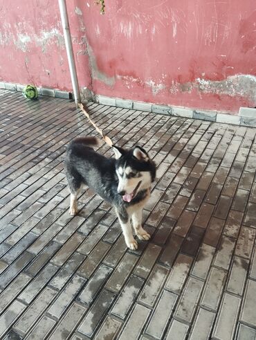 xaski gence: Xaski, 2 il, Erkek, Peyvəndli, Ünvandan götürmə