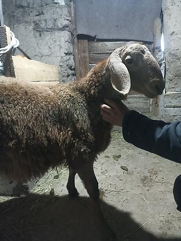 Баран, овца: Продаю | Баран (самец) | Арашан | Для разведения | Племенные — 10