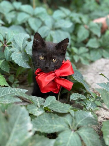 возьму котёнка в хорошие руки: Беспородная, 1 месяц, Мальчик, Биколор