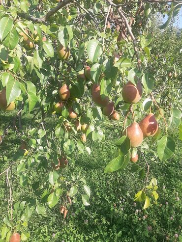 кукуруза сладкая семена купить: Бодборка груши,сочные груши.талгарка и лесная