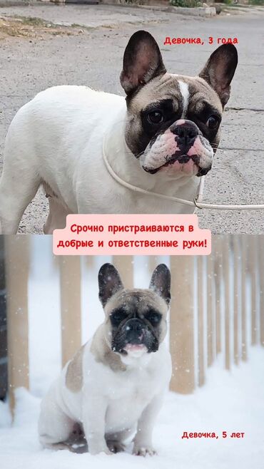 собаки даром: Ит бекер берилет: Бульдог, 3 жаш, Ургаачы, Эмделген, Ит тегин тастыктоочу документ