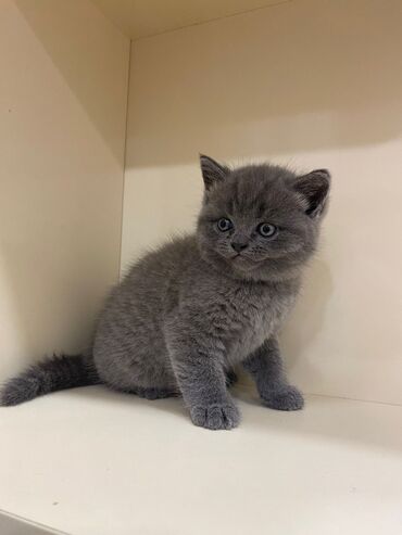 Pişiklər: Şotland, Erkək, Dişi, Yaxşı əllərə, Ünvandan götürmə, Pulsuz çatdırılma, Ödənişli çatdırılma — 5