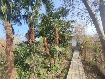 palma ağacı satışı: Palma agaclari satilirr her olcude var