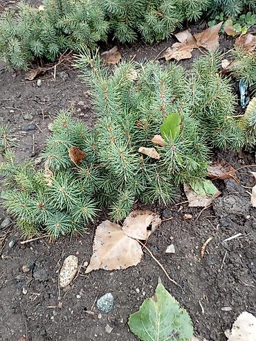 Ель: Ель голубая (Picea pungens, Blue Spruce) — саженцы из питомника — 13
