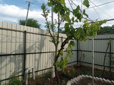 Bağ evlərinin kirayəsi: 40 kv. m, 2 otaqlı, Hovuzsuz, Kanalizasiya, İşıq, Qaz — 8