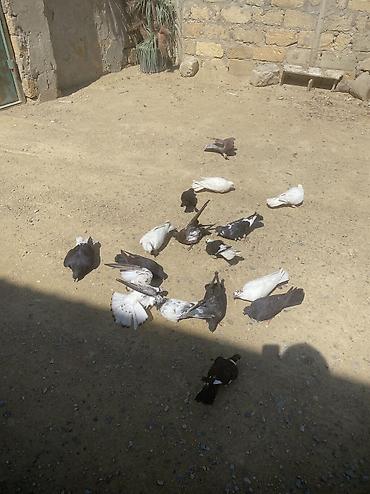 tovuz qusu satilir: Tergizme heyvanlardı 16 denedi icinde ucurmalığ balalarda var — 1