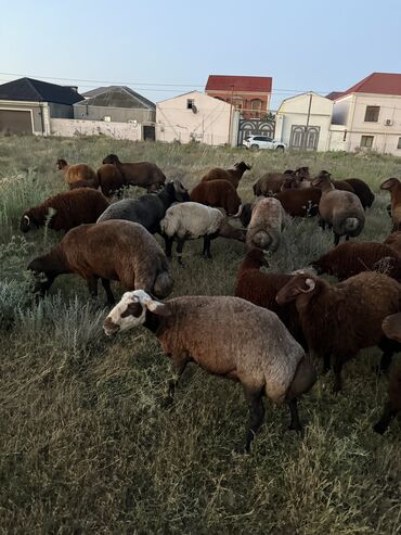sudluk inek satilir: Dişi, il: 1, Damazlıq, Ünvandan götürmə