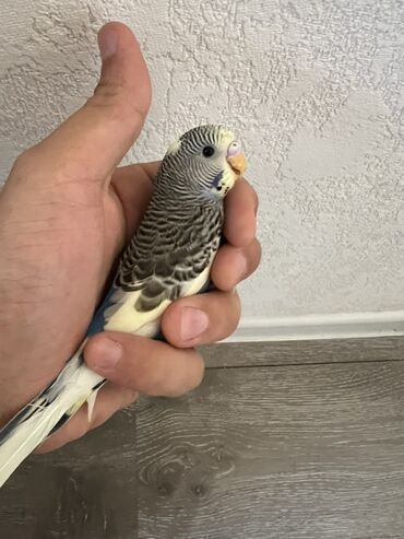 Akvarium aksessuar və ləvazimatları: Kiçik, mavi rəngli, dalğalı tutuquşu. Quşun başı və qanadları üzərində
