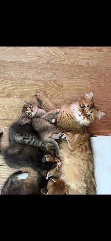 pişik satışı ucuz: 2ayliq balalar😍 Sari olan erkekdir 150 digerleri qizdir 50m Ana — 5