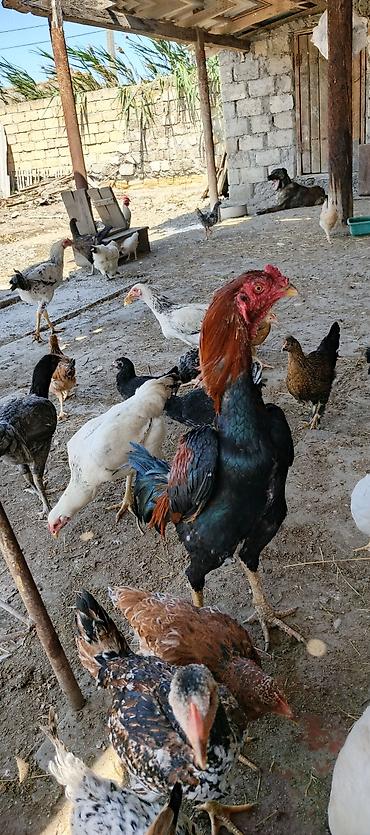 xoruz heyratı: 11 aylıq becedı tam sağlam aktdıv heyvandı ıkı doyusu olub ikisidə — 2