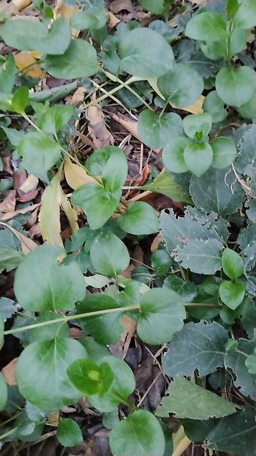 Папоротники: Оноклея (Onoclea sensibilis) — декоративный папоротник для сада и — 3